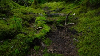 Tree, Landscape, Forest, River, Mountains, Mountain
