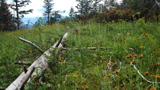 Tree, Vascular Plant, Plant, Landscape, Herb, Grass