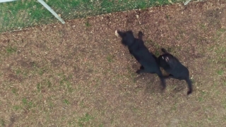 Dog, Watchdog, Canine, Domestic Animal, Farm, Animals