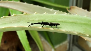 Beetle, Insect, Long-horned Beetle, Arthropod, Invertebrate, Earwig