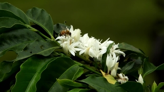 Shrub, Woody Plant, Vascular Plant, Plant, Flower, Rhododendron