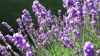Lavender, Shrub, Woody Plant, Vascular Plant, Plant, Flower
