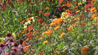 Plant, Vascular Plant, Flower, Herb, Poppy, Bloom