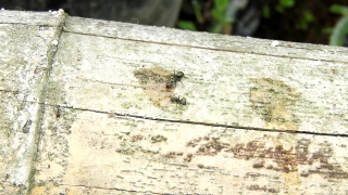 Ant, Wall, Old, Insect, Weathered, Brick