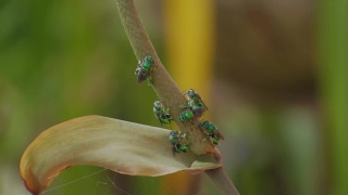 Insect, Beetle, Leaf Beetle, Arthropod, Invertebrate, Leaf