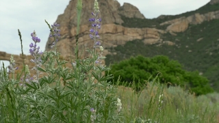 Vascular Plant, Plant, Landscape, Herb, Tree, Mountain