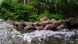 Forest, River, Water, Stream, Tree, Landscape