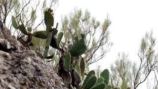Tree, Prickly Pear, Cactus, Edible Fruit, Forest, Stone Wall