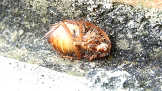 Insect, Cockroach, Arthropod, Invertebrate, Hermit Crab, Crustacean