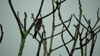Tree, Bird, Branch, Sky, Woody Plant, Dove