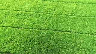 Greenery, Grass, Lawn, Field, Meadow, Plant