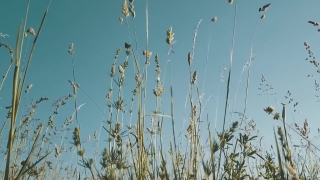 Wheat, Cereal, Plant, Tree, Sky, Landscape