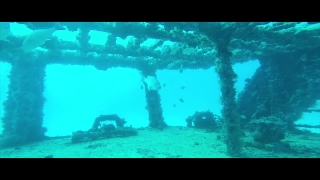 Aquarium, Underwater, Sea, Coral, Ocean, Fish