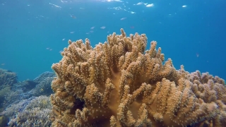 Coral Reef, Reef, Coral, Ridge, Underwater, Fish