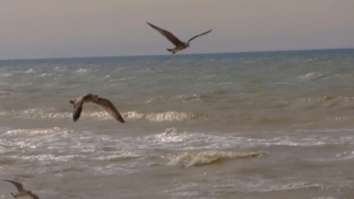 Albatross, Bird, Seabird, Aquatic Bird, Flying, Fly
