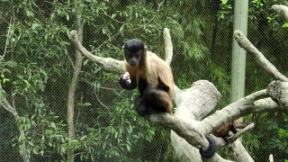 Monkey, Primate, Spider Monkey, Wildlife, Wild, Ape
