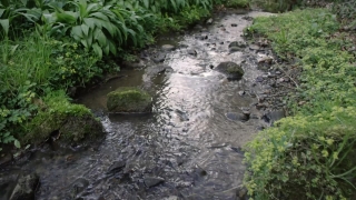 River, Stream, Water, Forest, Channel, Rock