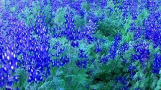 Herb, Vascular Plant, Plant, Lavender, Flower, Field