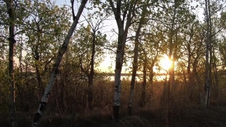 Tree, Woody Plant, Forest, Vascular Plant, Landscape, Trees