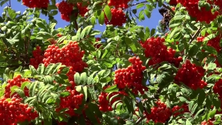 Cockscomb, Vascular Plant, Herb, Plant, Shrub, Woody Plant