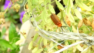 Insect, Butterfly, Cuckoo, Garden, Wildlife, Ringlet