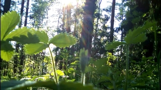 Tree, Vascular Plant, Plant, Woody Plant, Forest, Landscape