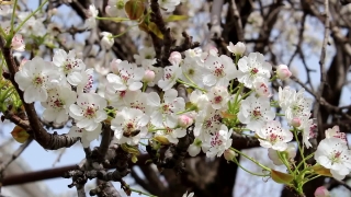 Spirea, Shrub, Vascular Plant, Woody Plant, Flower, Blossom