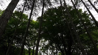 Tree, Woody Plant, Forest, Vascular Plant, Plant, Trees