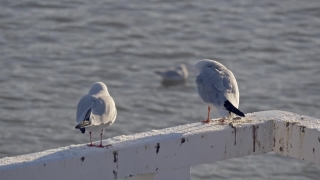 Gull, Coastal Diving Bird, Seabird, Bird, Wildlife, Seagull