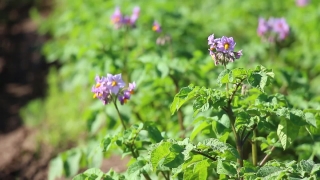 Herb, Vascular Plant, Plant, Flower, Garden, Forget-me-not