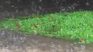 Aquatic Plant, Vascular Plant, Plant, Grass, Aquatic, Lawn