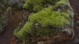Tree, Plant, Vascular Plant, Woody Plant, Forest, Landscape