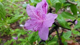 Rhododendron, Shrub, Woody Plant, Plant, Vascular Plant, Flower