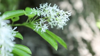 Vascular Plant, Herb, Plant, Flower, Tree, Flowers