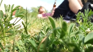 Grass, Field, Herb, Plant, Meadow, Spring