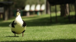 Bird, Magpie, Beak, Wildlife, Feather, Grass