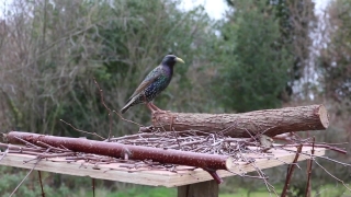Bird, Starling, Wildlife, Beak, Feather, Wild