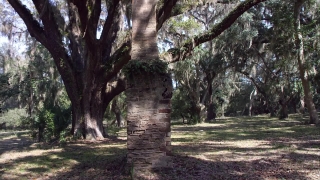 Tree, Woody Plant, Vascular Plant, Forest, Plant, Park
