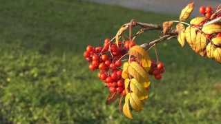 Shrub, Woody Plant, Barberry, Plant, Vascular Plant, Fruit