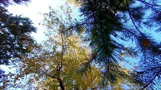 Tree, Fir, Woody Plant, Forest, Pine, Landscape