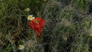 Flower, Wildflower, Angiosperm, Poppy, Plant, Spring