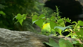 Tree, Woody Plant, Plant, Leaves, Vascular Plant, Leaf