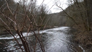Forest, Tree, Landscape, Trees, River, Park