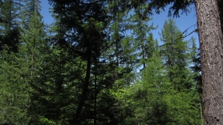 Tree, Fir, Forest, Pine, Trees, Woody Plant