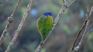Bee Eater, Bird, Parrot, Wildlife, Beak, Feather
