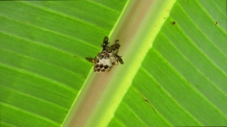 Insect, Beetle, Ladybug, Arthropod, Plant, Bug