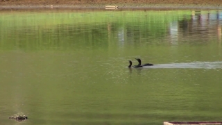 Bird, Aquatic Bird, Goose, Water, Lake, Waterfowl