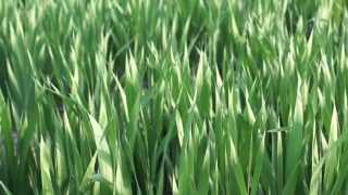 Rice, Grass, Wheat, Grain, Field, Spring
