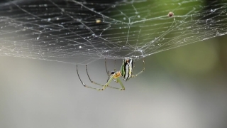 Spider Web, Web, Spider, Cobweb, Trap, Arachnid