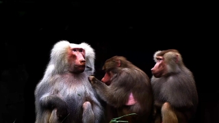 Baboon, Monkey, Primate, Ape, Wildlife, Wild